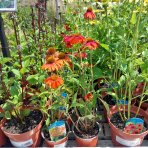 Echinacea purpurová (Echinacea purpurea) ´LAKOTA RED´ - C1L