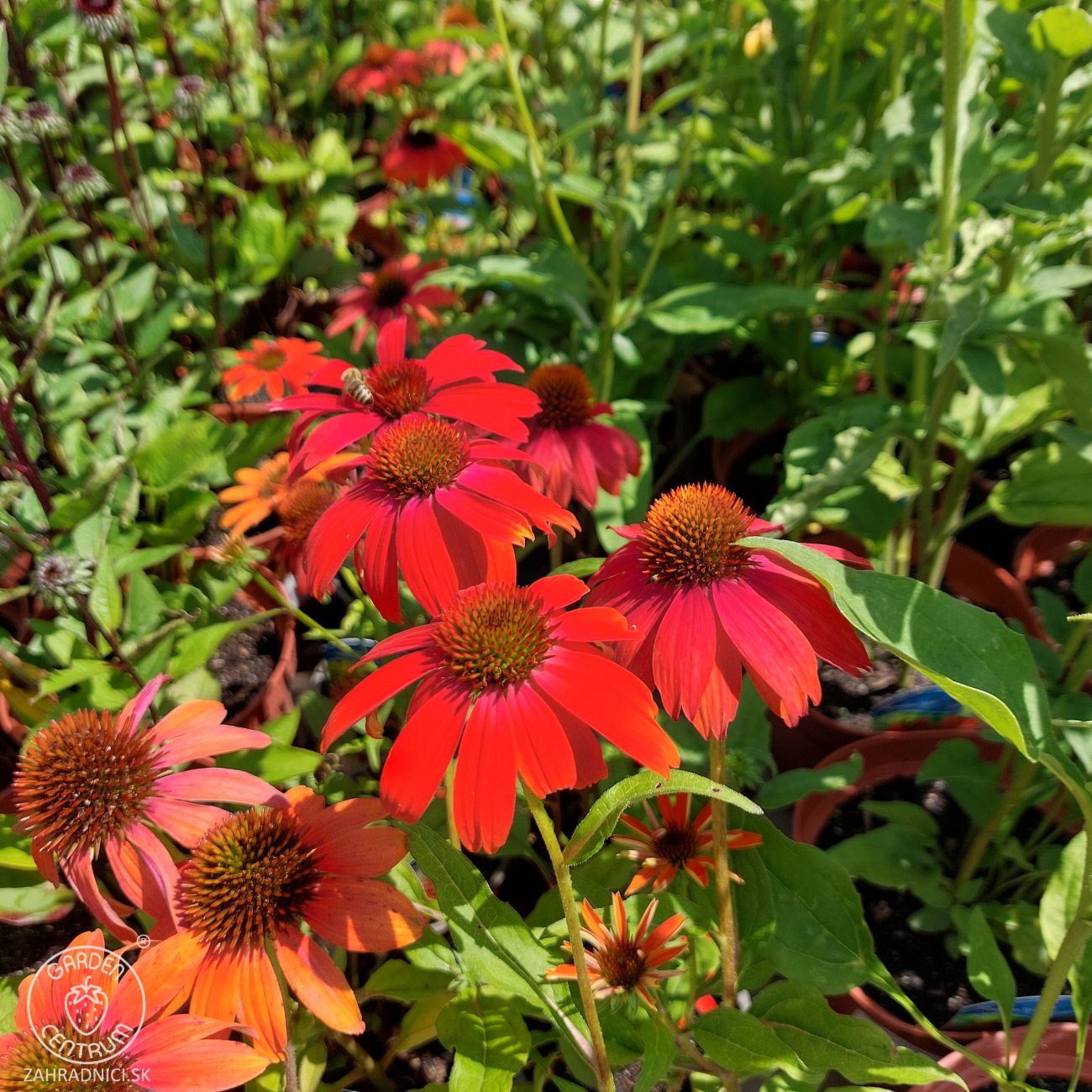 Obrázok Echinacea purpurová (Echinacea purpurea) ´LAKOTA RED´ - C1L