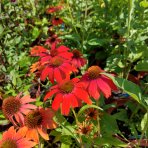 Echinacea purpurová (Echinacea purpurea) ´LAKOTA RED´ - C1L