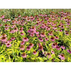 Echinacea purpurová (Echinacea purpurea) ´PICA BELLA´ kont. C2L