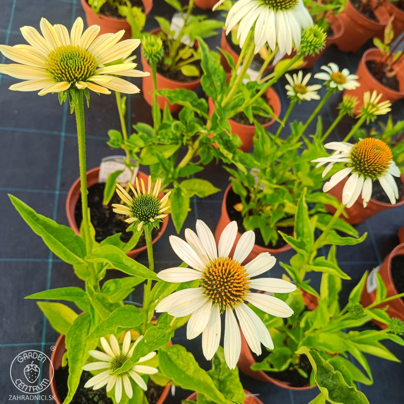 Obrázok Echinacea purpurová (Echinacea purpurea) ´CHEYENNE SPIRIT´® - kont. C2L