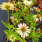Echinacea purpurová (Echinacea purpurea) ´CHEYENNE SPIRIT´® - kont. C2L
