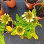 Echinacea purpurová (Echinacea purpurea) ´CHEYENNE SPIRIT´® - kont. C2L