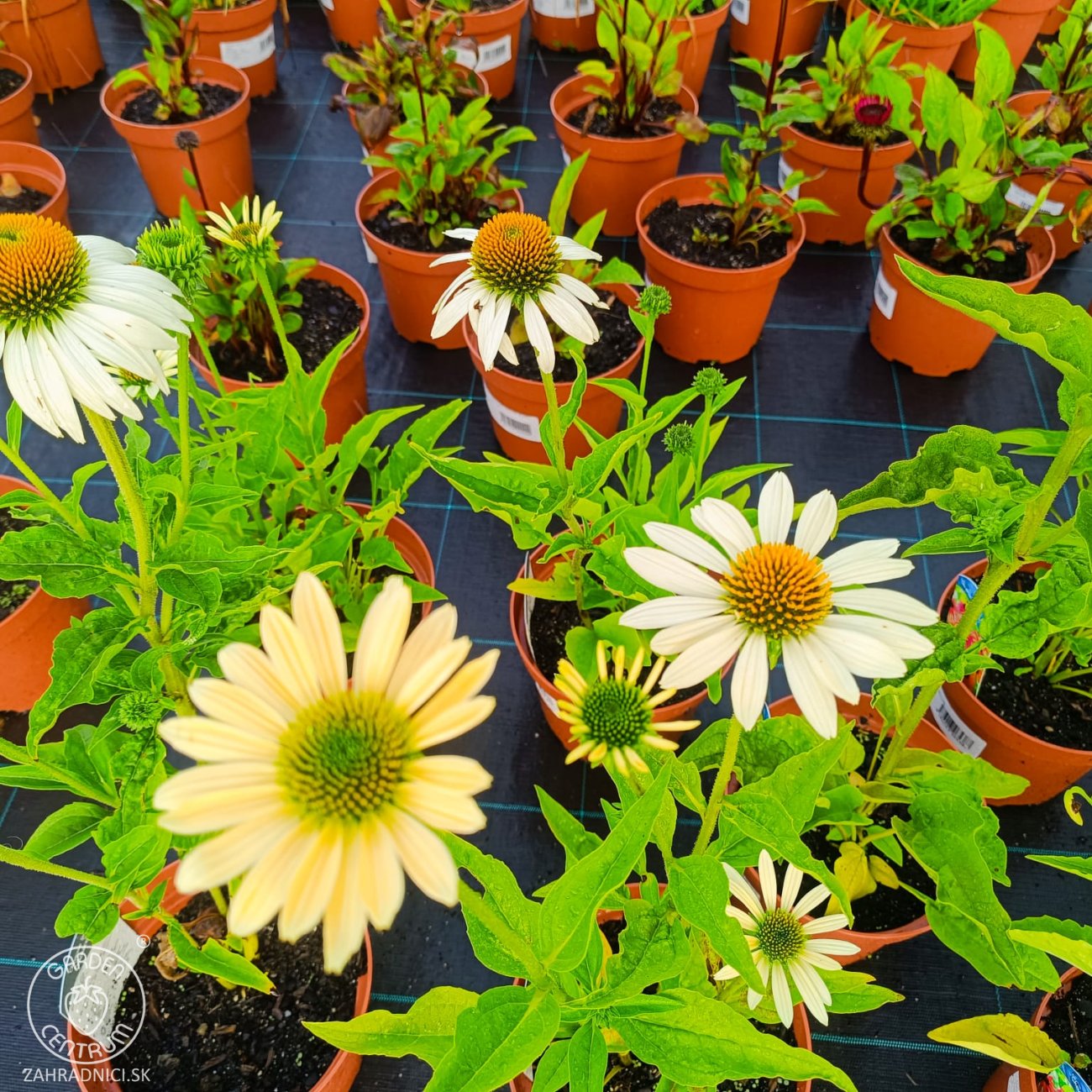 Obrázok Echinacea purpurová (Echinacea purpurea) ´CHEYENNE SPIRIT´® - kont. C2L