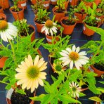 Echinacea purpurová (Echinacea purpurea) ´CHEYENNE SPIRIT´® - kont. C2L