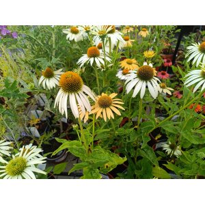 Echinacea purpurová (Echinacea purpurea) ´CHEYENNE SPIRIT´® - kont. C2L