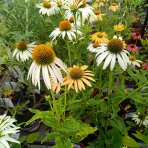 Echinacea purpurová (Echinacea purpurea) ´CHEYENNE SPIRIT´® - kont. C2L