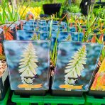 Fakľovka (Kniphofia) ´PINEAPPLE POPSICLE´ - kont. C1L