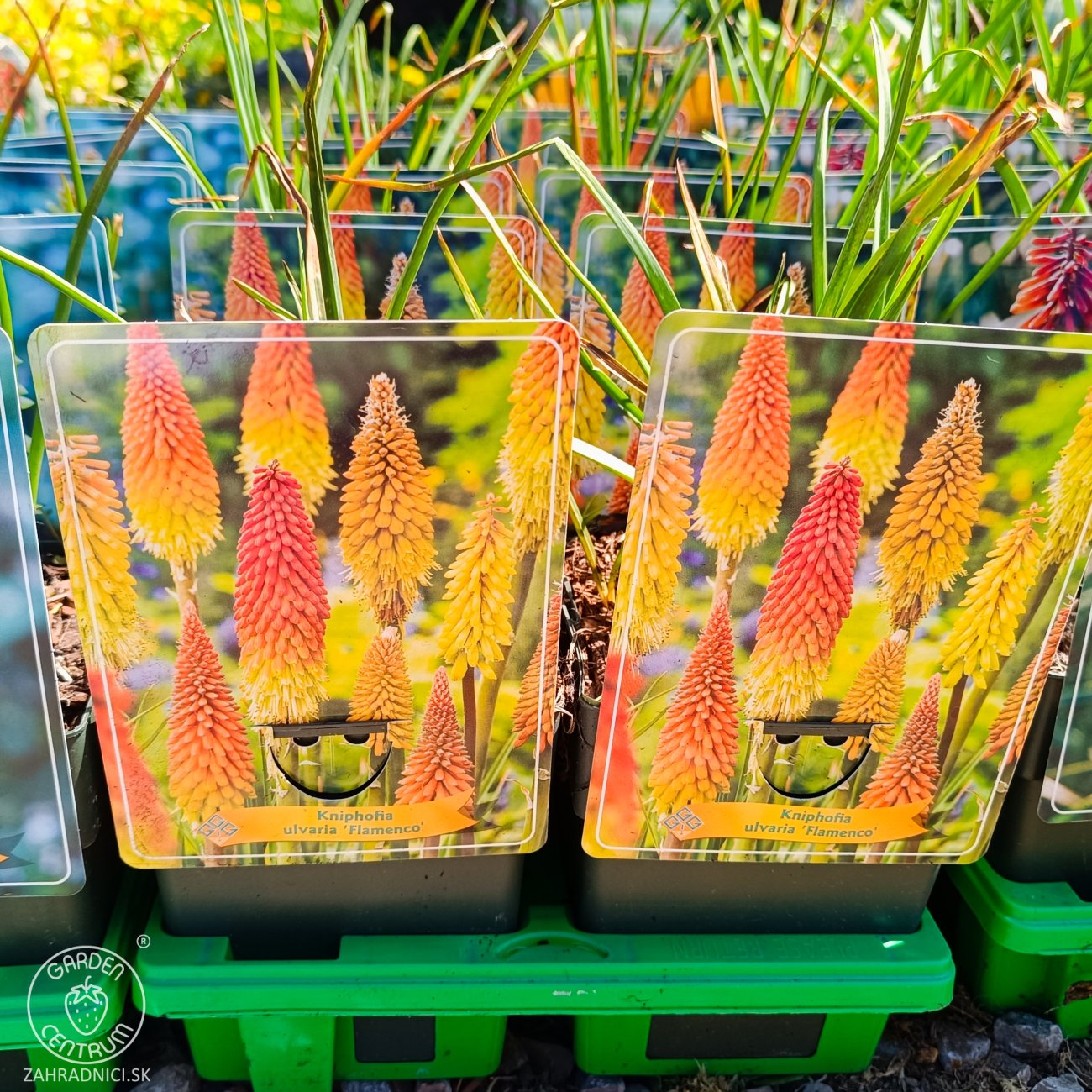 Obrázok Fakľovka (Kniphofia) ‘FLAMENCO’ - kont. C1L