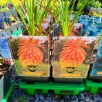  Fakľovka (Kniphofia rooperi)  - kont. C1L