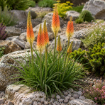  Fakľovka (Kniphofia rooperi)  - kont. C1L