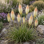 Fakľovka (Kniphofia) ´PINEAPPLE POPSICLE´ - kont. C1L