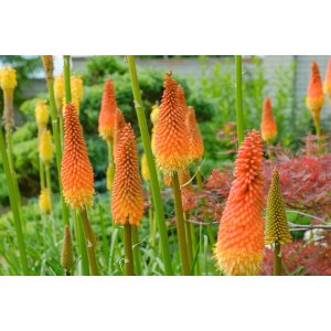 Fakľovka (Kniphofia) ´TIMOTHY´ kont. C1.5L