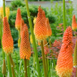 Fakľovka (Kniphofia) ´TIMOTHY´, kont. P9