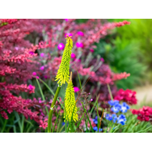 Fakľovka (Kniphofia) ´GREEN JADE´ - kont. C1L