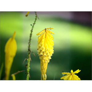 Fakľovka (Kniphofia) ´CANDLE LIGHT´- kont. C1L