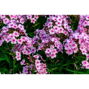 Flox metlinatý (Phlox paniculata) ´BRIGHT EYES´ kont.C2L