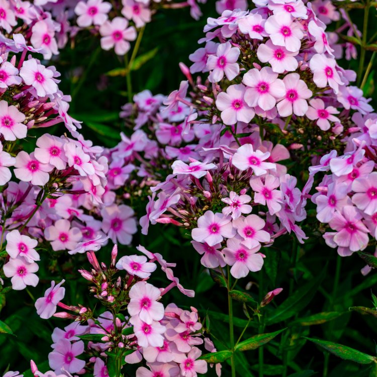Flox metlinatý (Phlox paniculata) ´BRIGHT EYES´ kont.C2L