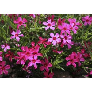 Flox šidlolistý (Phlox subulata) ´MCDANIEL´S CUSHION´ kont. P9