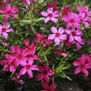 Flox šidlolistý (Phlox subulata) ´ATROPURPUREA´, kont. P9