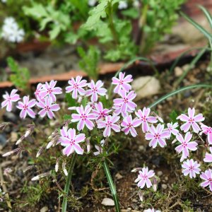 Flox šidlolistý (Phlox subulata) ´CANDY STRIPES´, kont. P9