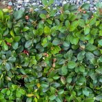 Gaultéria ležatá (Gaultheria procumbens) ´BIG BERRY´, kont. P10