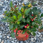 Gaultéria ležatá (Gaultheria procumbens) ´BIG BERRY´, kont. P10