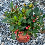 Gaultéria ležatá (Gaultheria procumbens) ´BIG BERRY´, ⌀ 10-20 cm, výška 10 cm, kont. P10