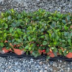 Gaultéria ležatá (Gaultheria procumbens) ´BIG BERRY´, ⌀ 10-20 cm, výška 10 cm, kont. P10