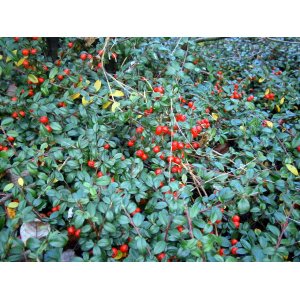 Gaultéria ležatá (Gaultheria procumbens) ´BIG BERRY´ kont. P10