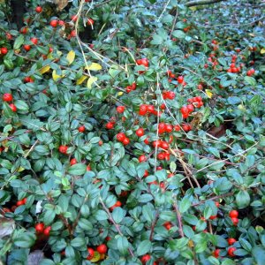 Gaultéria ležatá (Gaultheria procumbens) ´BIG BERRY´, ⌀ 10-20 cm, výška 10 cm, kont. P10