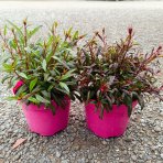 Gaura Lindheimerova (Gaura Lindheimeri) ‘SUNSET DREAMS’ - výška 10-15 cm, kont. C2L
