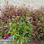 Gaura Lindheimerova (Gaura Lindheimeri) ‘SUNSET DREAMS’ - výška 10-15 cm, kont. C2L