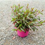 Gaura Lindheimerova (Gaura Lindheimeri) ‘SUNSET DREAMS’ - výška 10-15 cm, kont. C2L