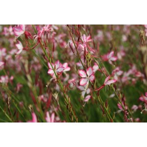 Gaura Lindheimerova (Gaura Lindheimeri) ´ROSY JANE´ kont. C1.5L
