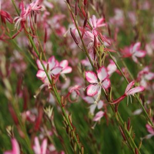 Gaura Lindheimerova (Gaura Lindheimeri) ´ROSY JANE´, kont. C1.5L