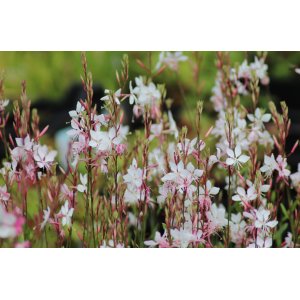 Gaura Lindheimerova (Gaura Lindheimeri) ´WHIRLING BUTTERFLIES´ kont. C1.5L