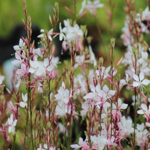 Gaura Lindheimerova (Gaura Lindheimeri) ´WHIRLING BUTTERFLIES´, kont. C1.5L