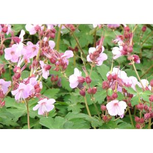 Pakosť podzemkatý (Geranium macrorrhizum) ´INGWERSEN´S VARIETY´ kont. P9