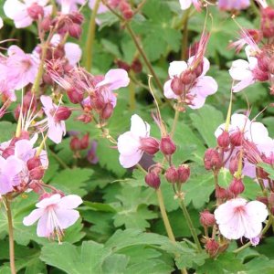 Pakosť podzemkatý (Geranium macrorrhizum) ´INGWERSEN´S VARIETY´ kont. P9