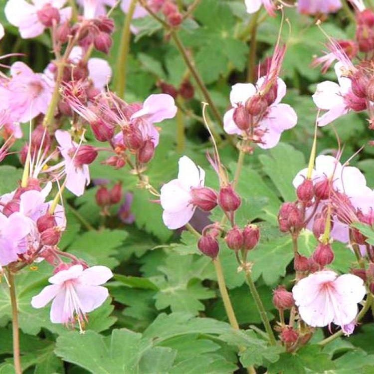 Pakosť podzemkatý (Geranium macrorrhizum) ´INGWERSEN´S VARIETY´ kont. P9