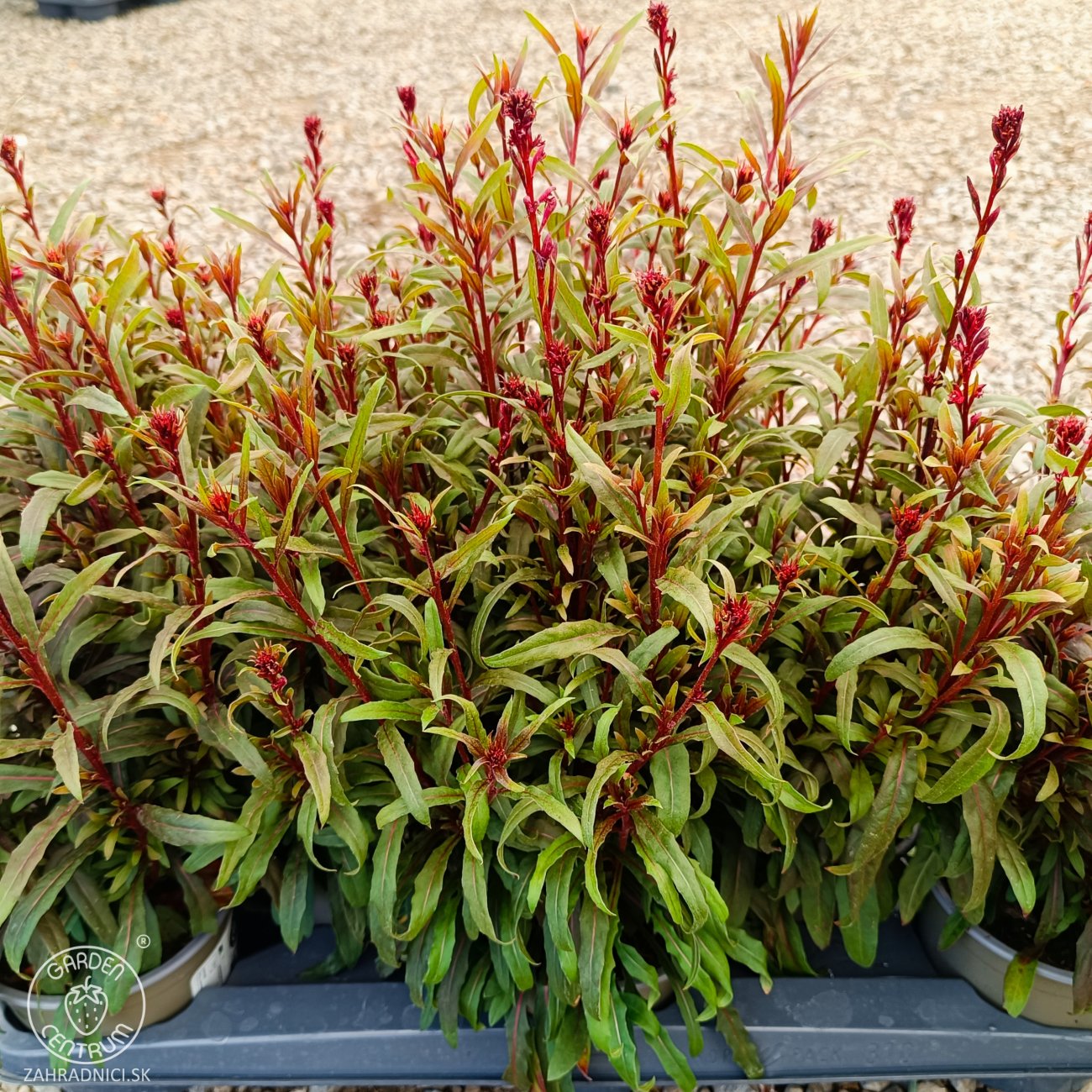 Obrázok Gaura Lindheimerova (Gaura Lindheimeri) ´GAUDI ROSE´ - kont. P13