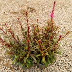 Gaura Lindheimerova (Gaura Lindheimeri) ´GAUDI ROSE´ - kont. P13