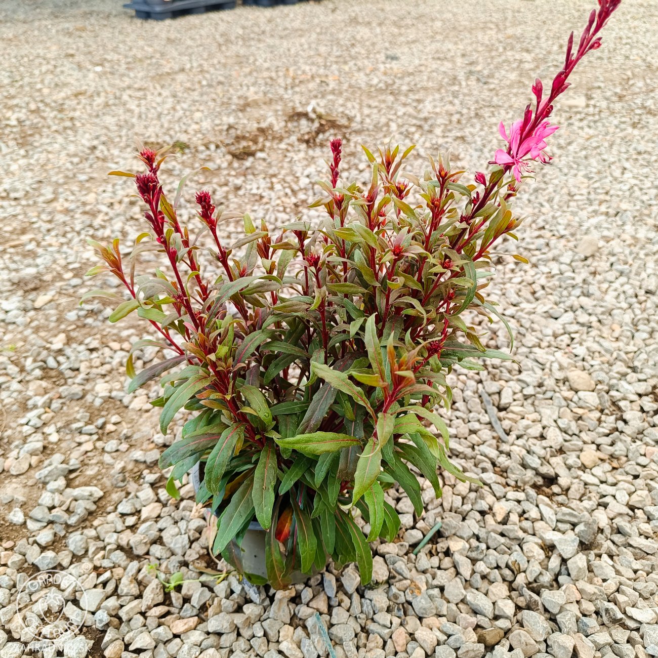Obrázok Gaura Lindheimerova (Gaura Lindheimeri) ´GAUDI ROSE´ - kont. P13