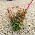 Gaura Lindheimerova (Gaura Lindheimeri) ´GAUDI ROSE´ - kont. P13