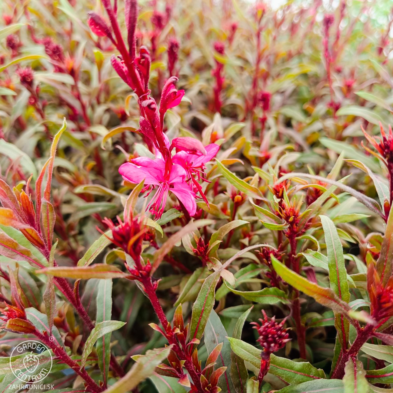 Obrázok Gaura Lindheimerova (Gaura Lindheimeri) ´GAUDI ROSE´ - kont. P13