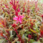 Gaura Lindheimerova (Gaura Lindheimeri) ´GAUDI ROSE´ - kont. P13