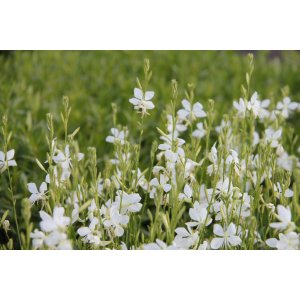 Gaura Lindheimerova (Gaura Lindheimeri)  ´SNOWBIRD´ kont. P9