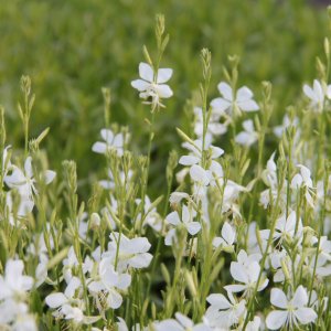 Gaura Lindheimerova (Gaura Lindheimeri)  ´SNOWBIRD´, kont. P9