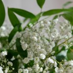Gypsomilka hybridná (Gypsophila) ´ALBA´ - kont. P9